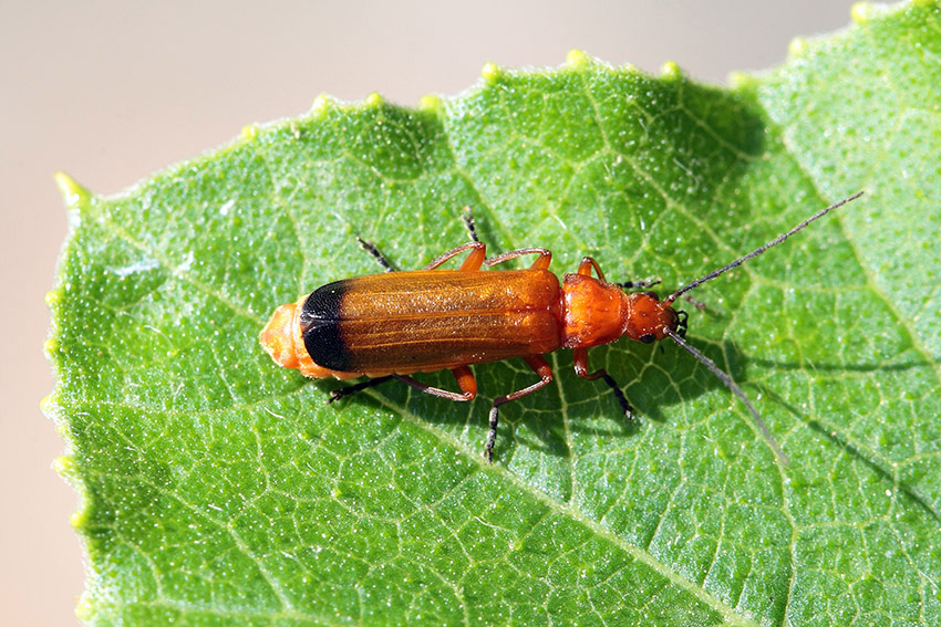 Rhagonycha fulva?